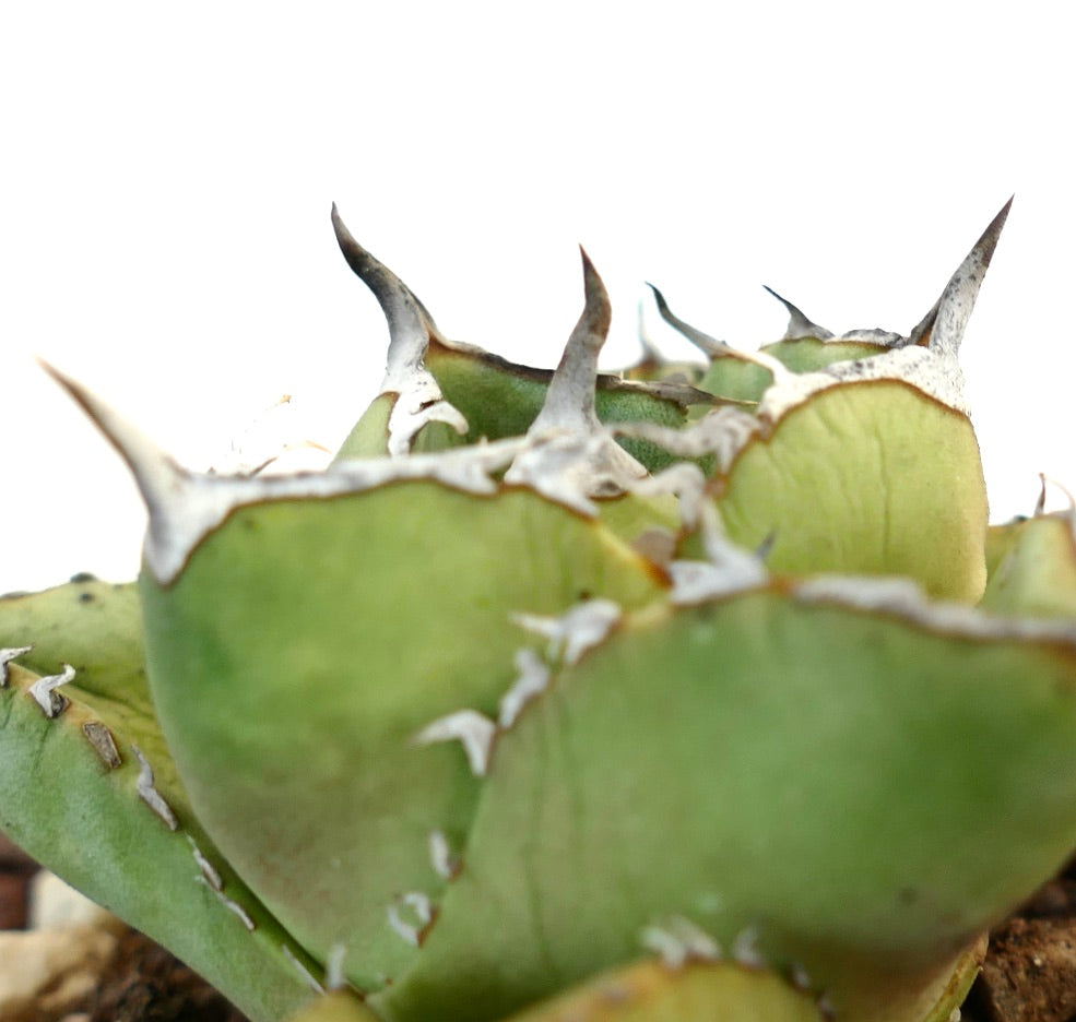 Agave titanota clone RM2 (Río de Tablas, Oaxaca, Messico) COMPACT