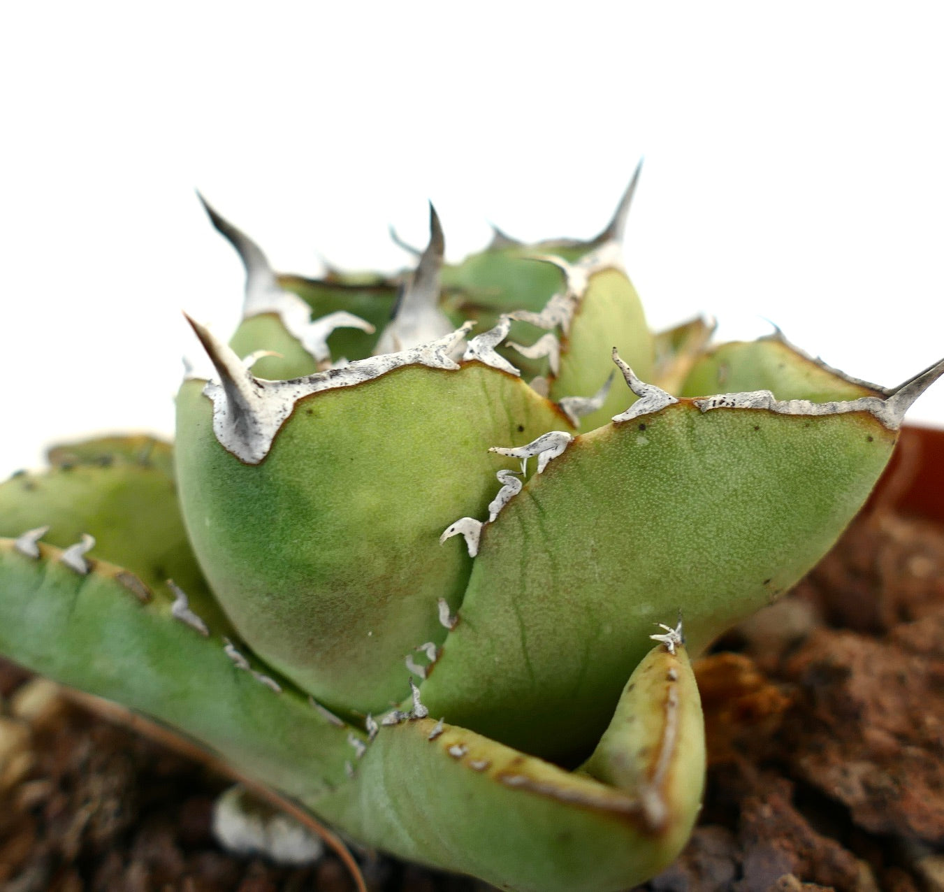 Agave titanota clone RM2 (Río de Tablas, Oaxaca, Messico) COMPACT