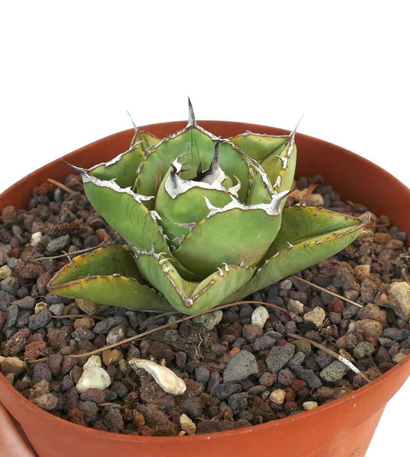 Agave titanota clone RM2 (Río de Tablas, Oaxaca, Messico) COMPACT