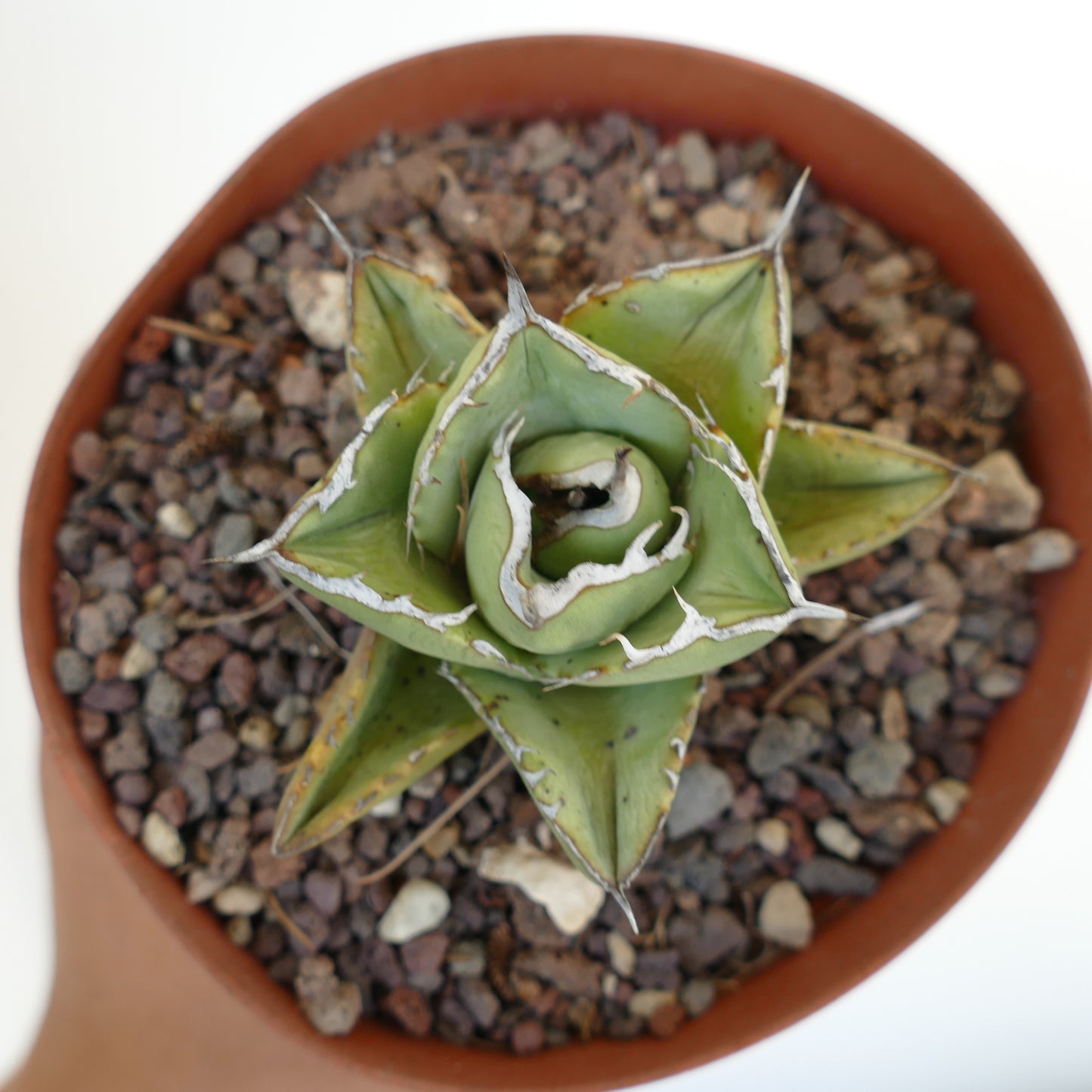 Agave titanota clone RM2 (Río de Tablas, Oaxaca, Messico) COMPACT