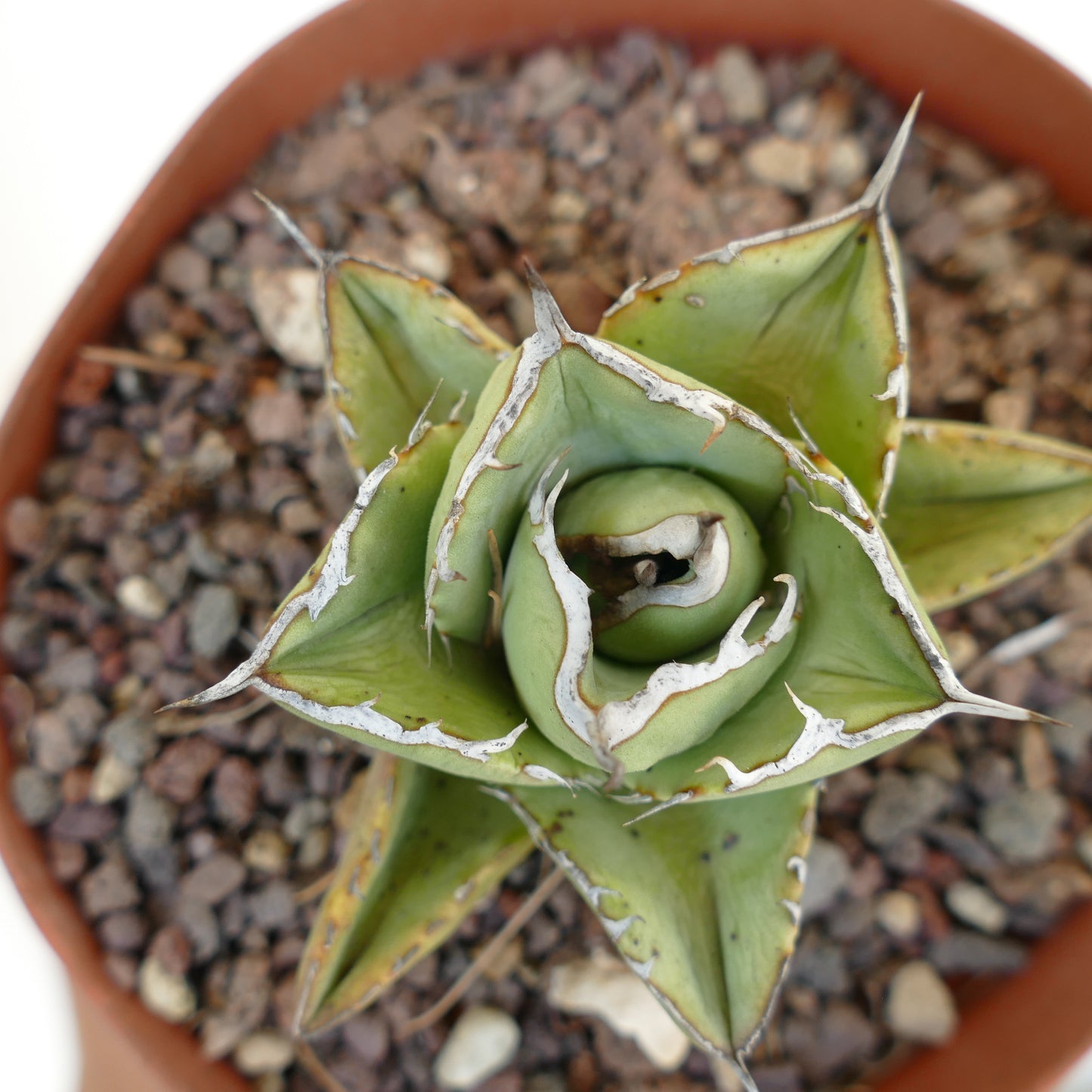 Agave titanota clone RM2 (Río de Tablas, Oaxaca, Messico) COMPACT