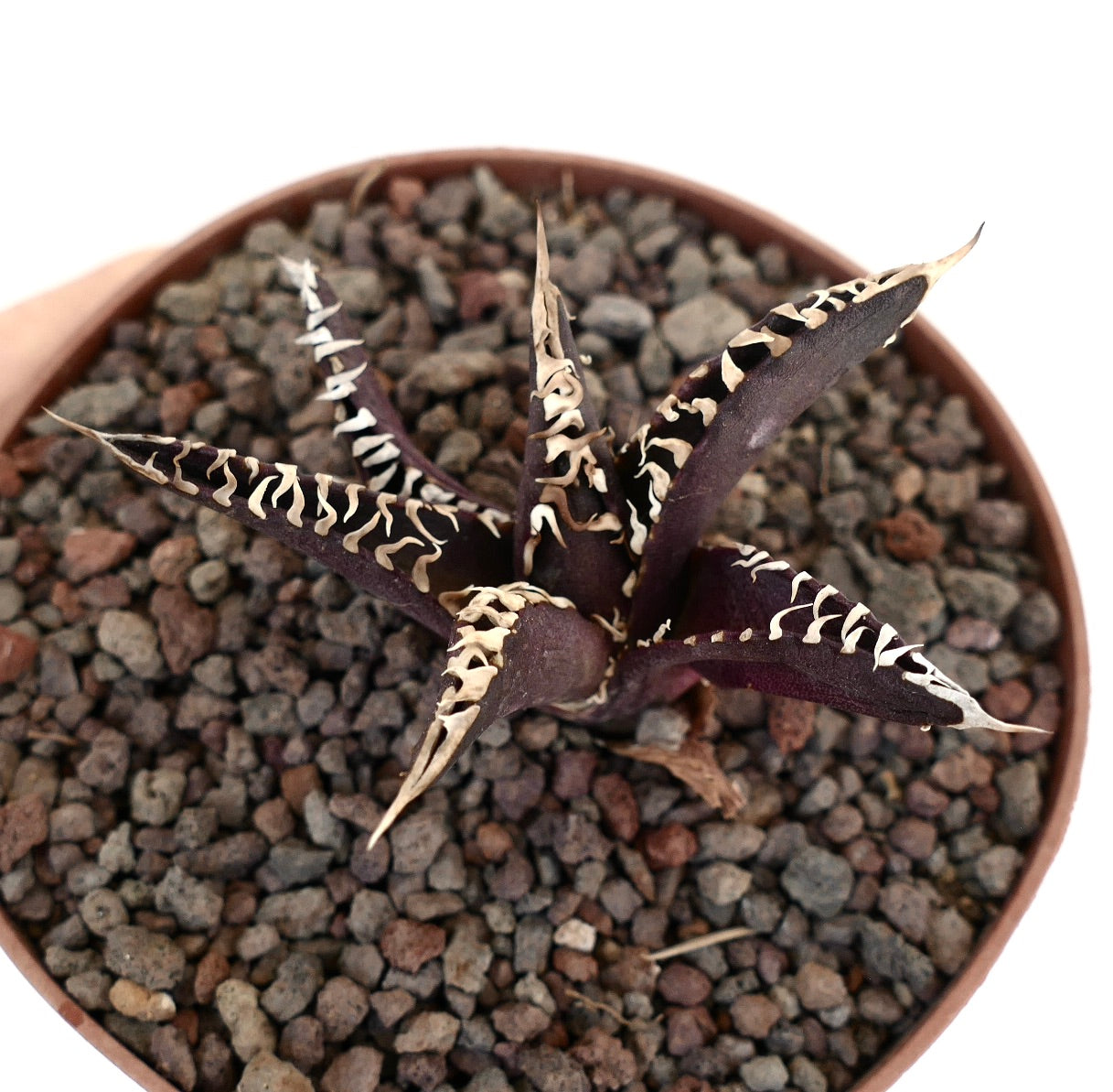 Agave titanota cultivar DARK KNIGHT USA CLONE JFK2 dark purple succulent with white spines and pointed leaves