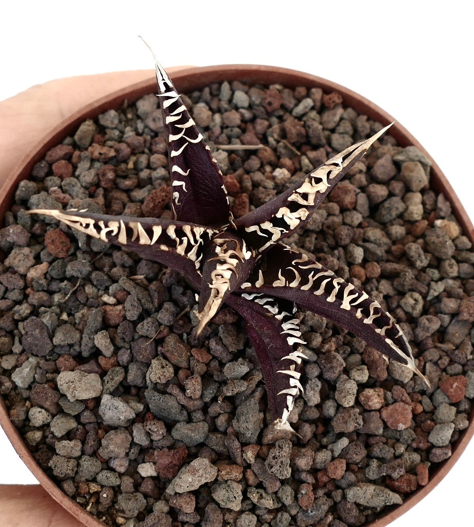 Agave titanota cultivar DARK KNIGHT USA CLONE JFK2 dark purple succulent with white markings and sharp spines