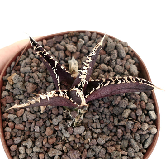 Agave titanota cultivar DARK KNIGHT succulent with dark purple leaves and white wavy spines in pot