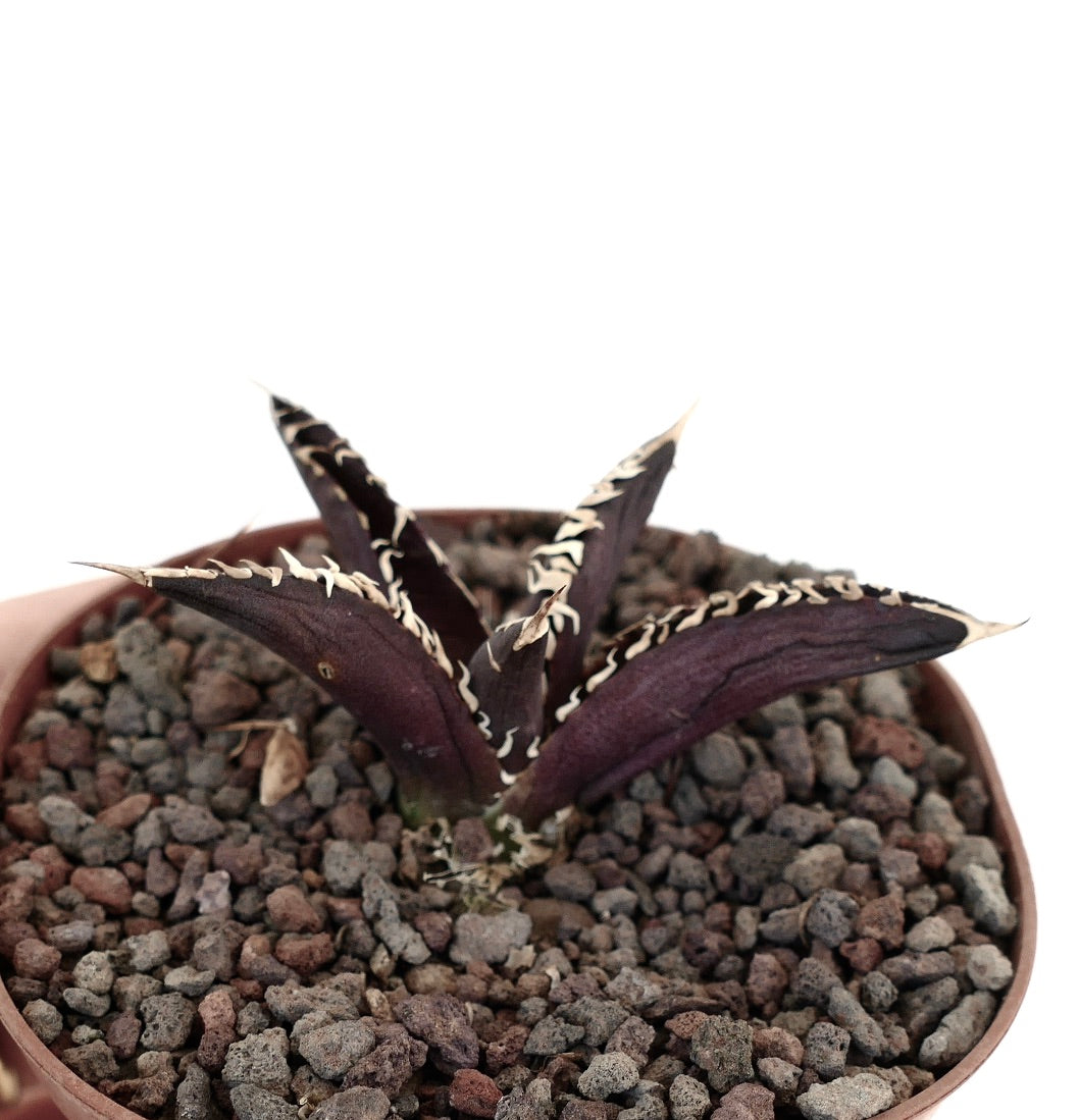 Agave titanota cultivar DARK KNIGHT succulent with dark purple leaves and white spines in pot