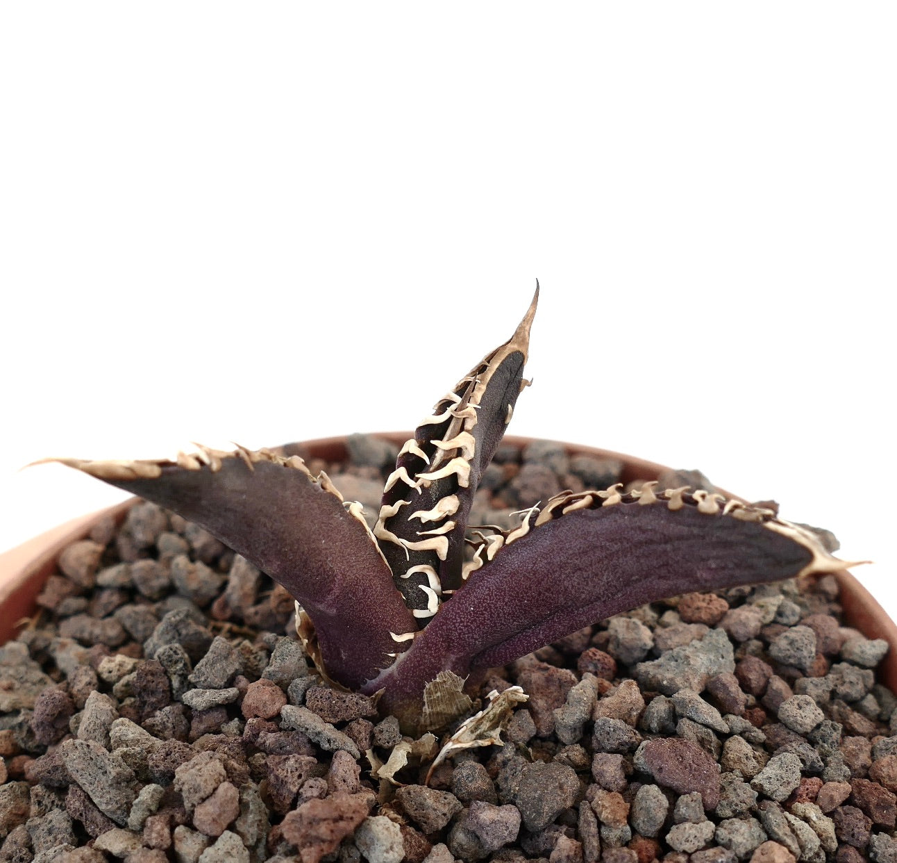 Agave titanota dark purple succulent with wavy white spines in rocky soil