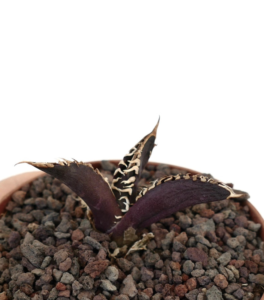 Agave titanota cultivar DARK KNIGHT succulent with dark purple leaves and white spines in rocky soil