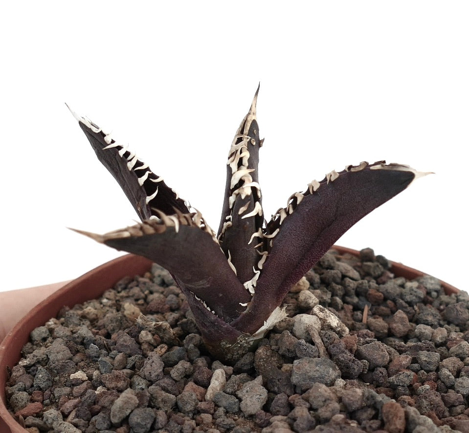 Agave titanota cultivar 'DARK KNIGHT' rare dark purple succulent with white spines and textured leaves