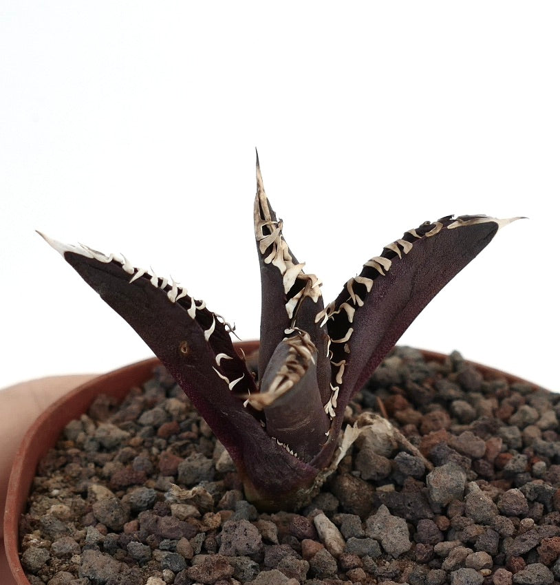 Agave titanota cultivar 'DARK KNIGHT' rare dark purple succulent with white spined leaf margins