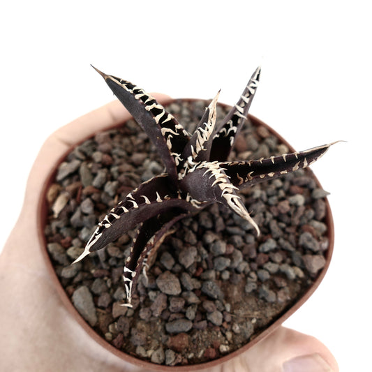 Agave titanota cv. 'DARK KNIGHT' clon americano suculenta púrpura oscura con espinas blancas