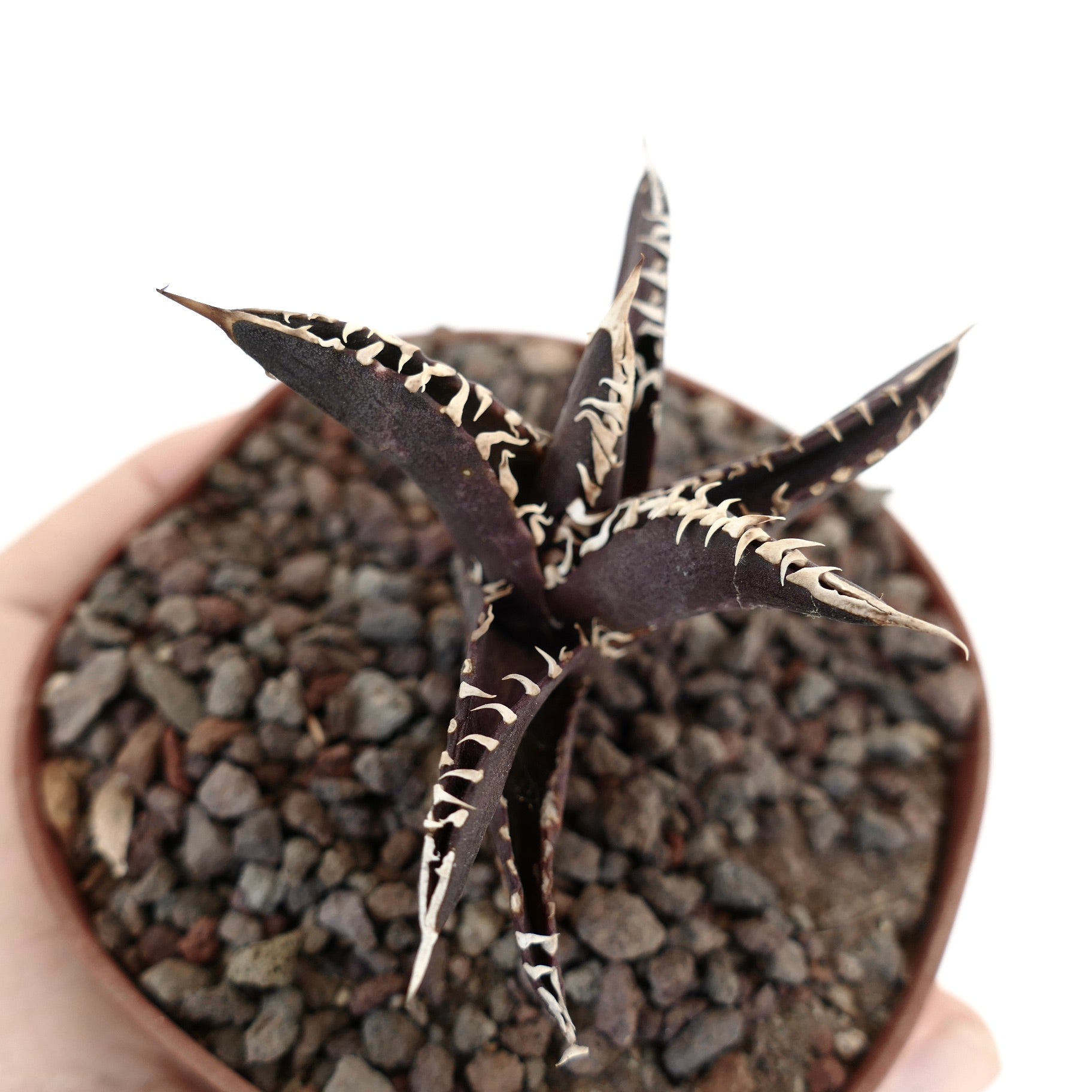 アガベ・タイタノータ cv.『ダーク・ナイト』 アメリカンクローンの多肉植物、濃い紫色の葉と白い棘が特徴