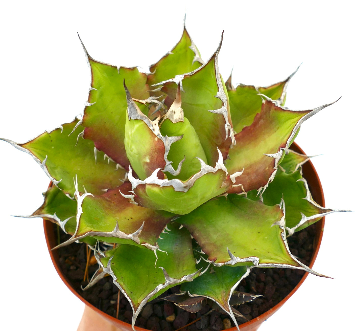 Agave titanota cv. 'Italian Flag' sukkulent med tykke grønne blader og fremtredende hvite pigger