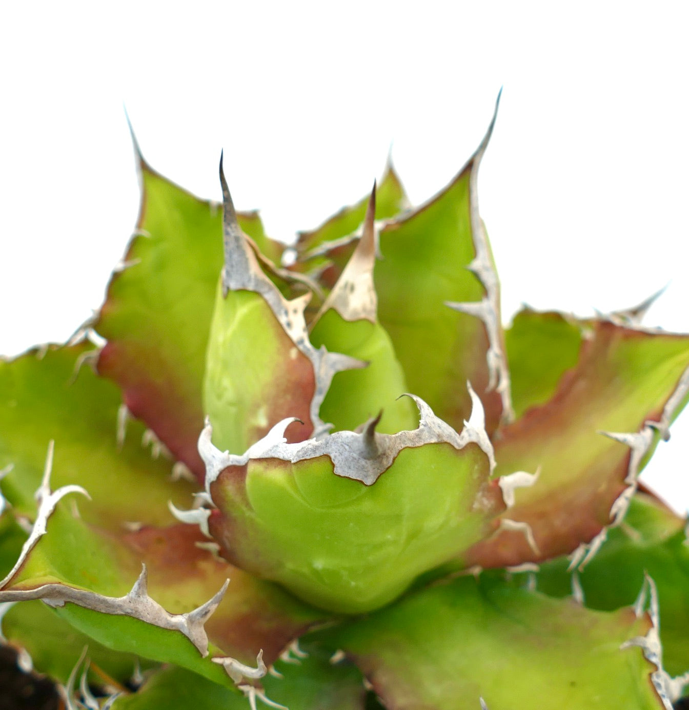 Agave titanota cv. 'Italian Flag' saftigplante med tykke grønne blader og tydelige hvite torner