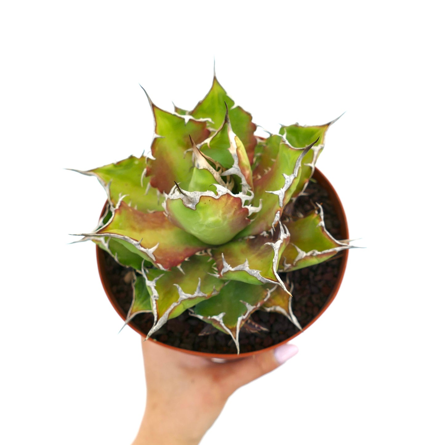 Agave titanota cv. 'Italian Flag' sukkulent med tykke, tornete blader og hvite kanter i potte