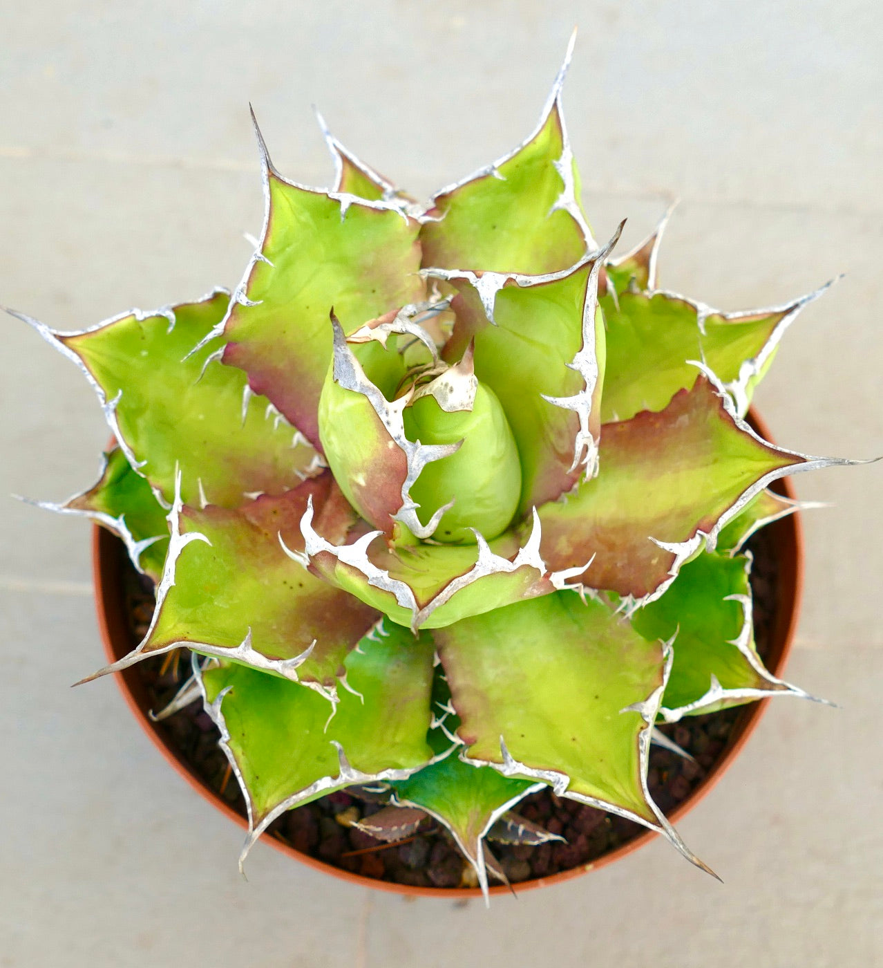 Agave titanota cv. 'Italian Flag' sukkulent med tykke grønne blader og fremtredende hvite torner