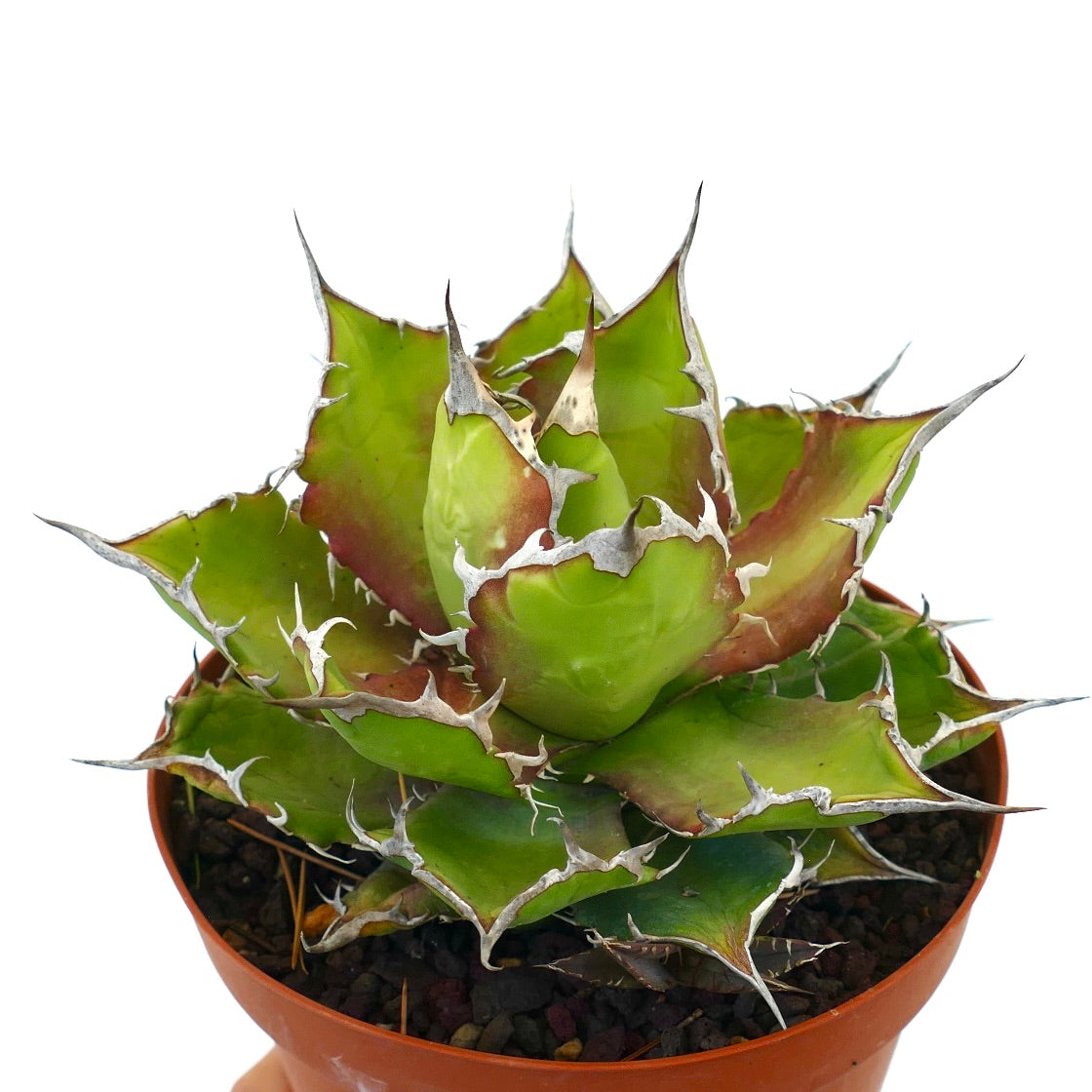 Agave titanota cv. 'Italian Flag' sukkulent med tykke, tornete blader og brokete kanter i potte