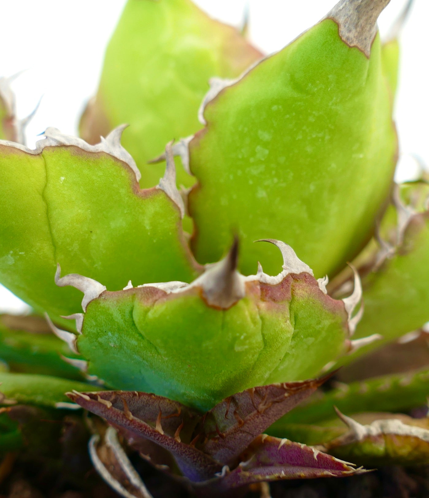 Agave titanota cv. 'Italian Flag' sukulent med tykke grønne blader og skarpe pigger langs kantene