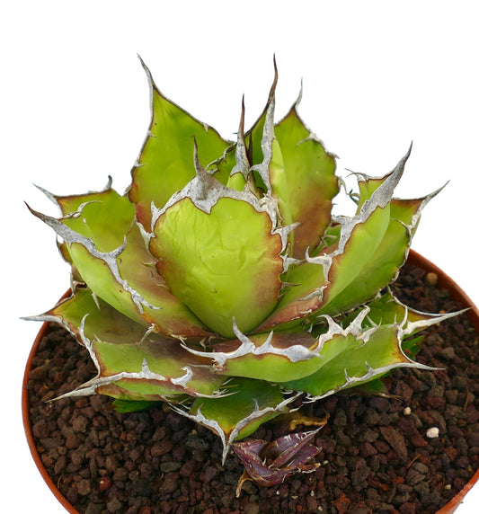 Agave titanota cv. 'Italian Flag' suculenta con hojas verdes gruesas y espinas blancas prominentes