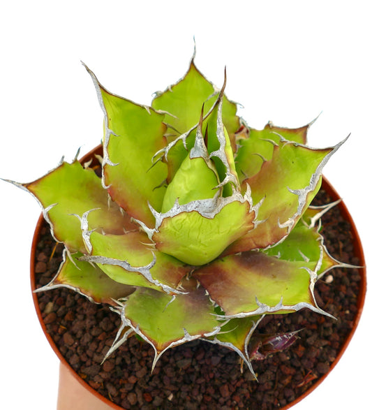 Agave titanota cv. 'Italian Flag' suculenta con hojas anchas verdes, espinas blancas y bordes rojizos