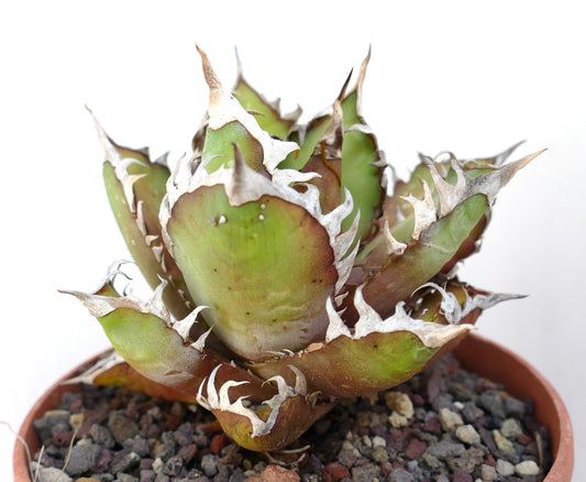 Agave titanota cv. 'Red Catweezle' C23