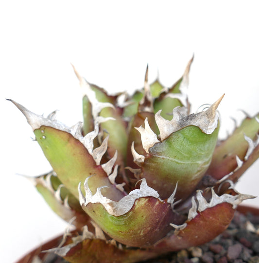 Agave titanota cv. 'Red Catweezle' C23