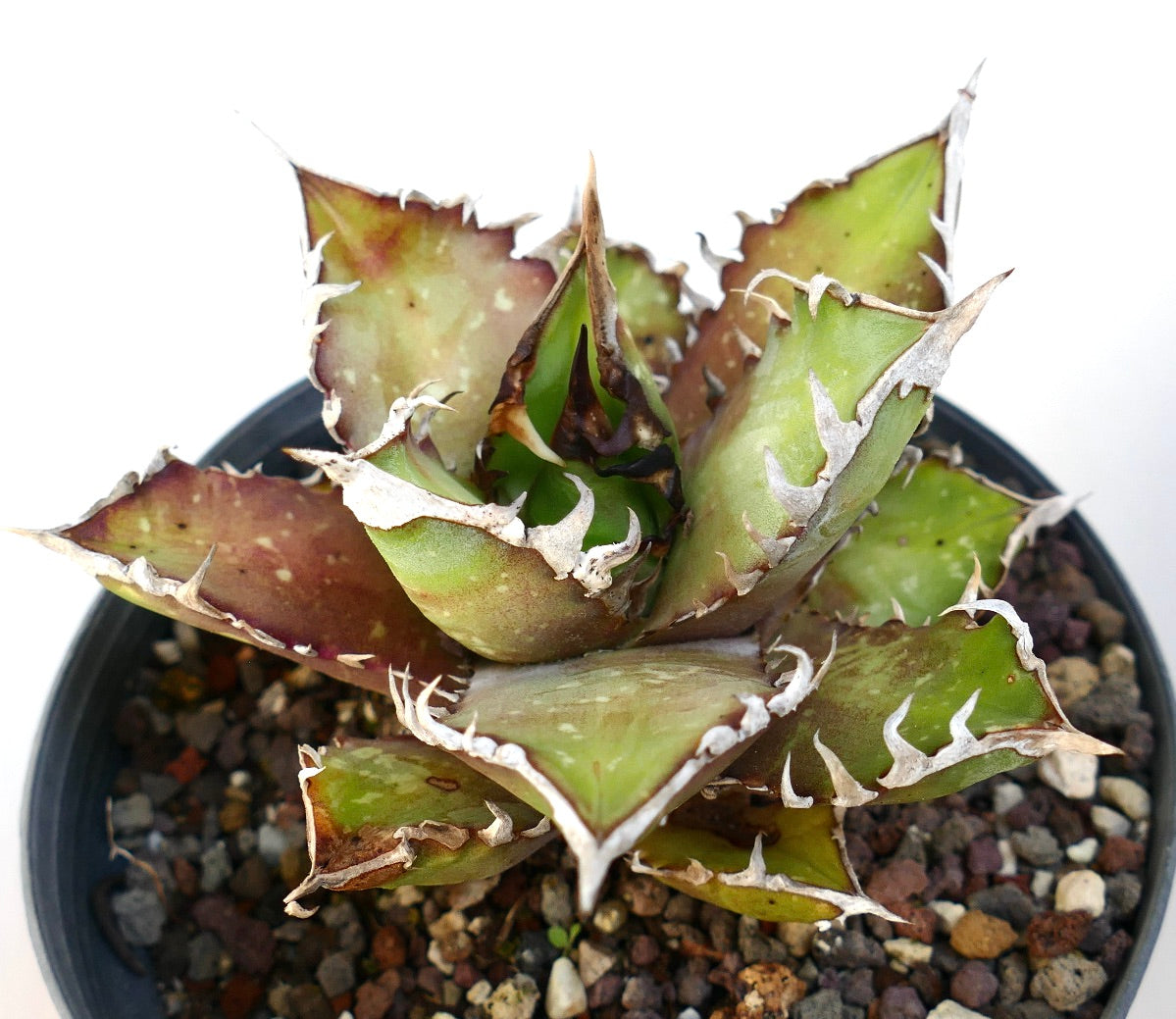 Agave titanota