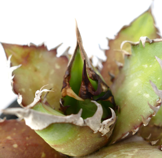 Agave titanota cv. 'Red Catweezle' NO33