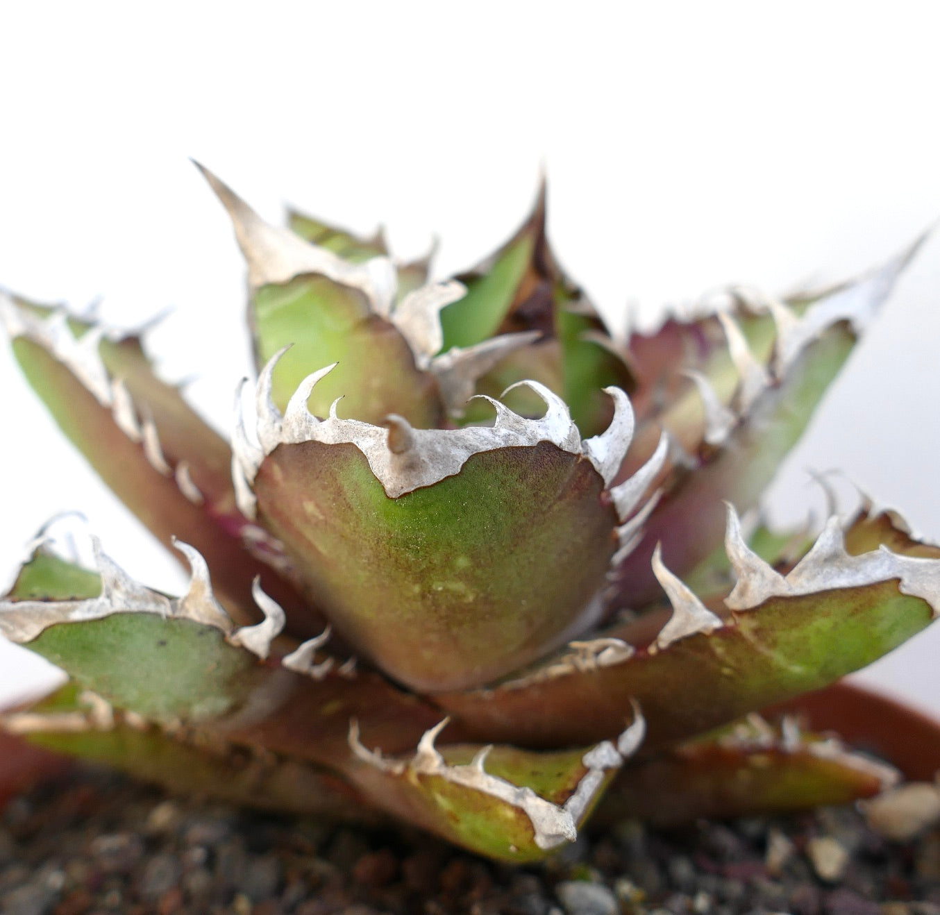 Agave titanota cv. 'Red Catweezle' OX31