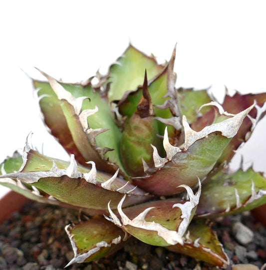Agave titanota cv. 'Red Catweezle' OX31