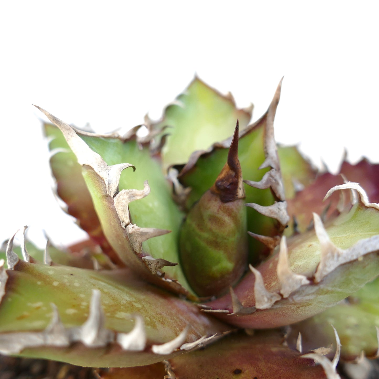 Agave titanota cv. 'Red Catweezle' OX31