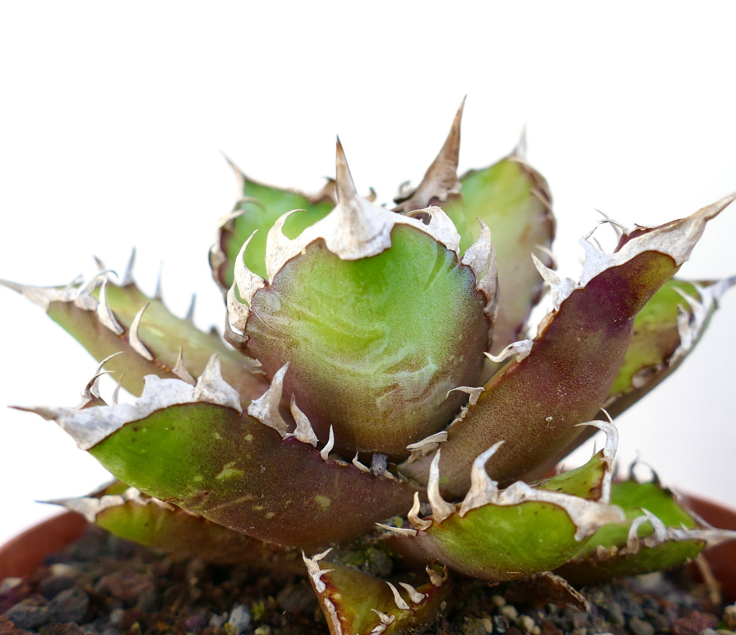 Agave titanota cv. 'Red Catweezle' OX31