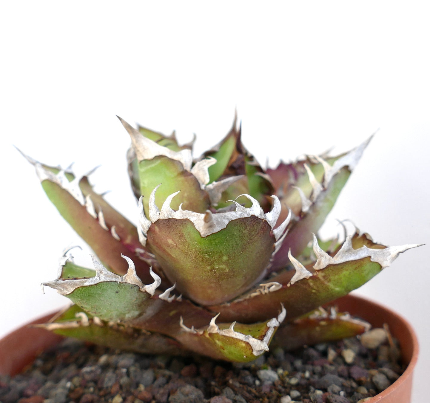 Agave titanota cv. 'Red Catweezle' OX31