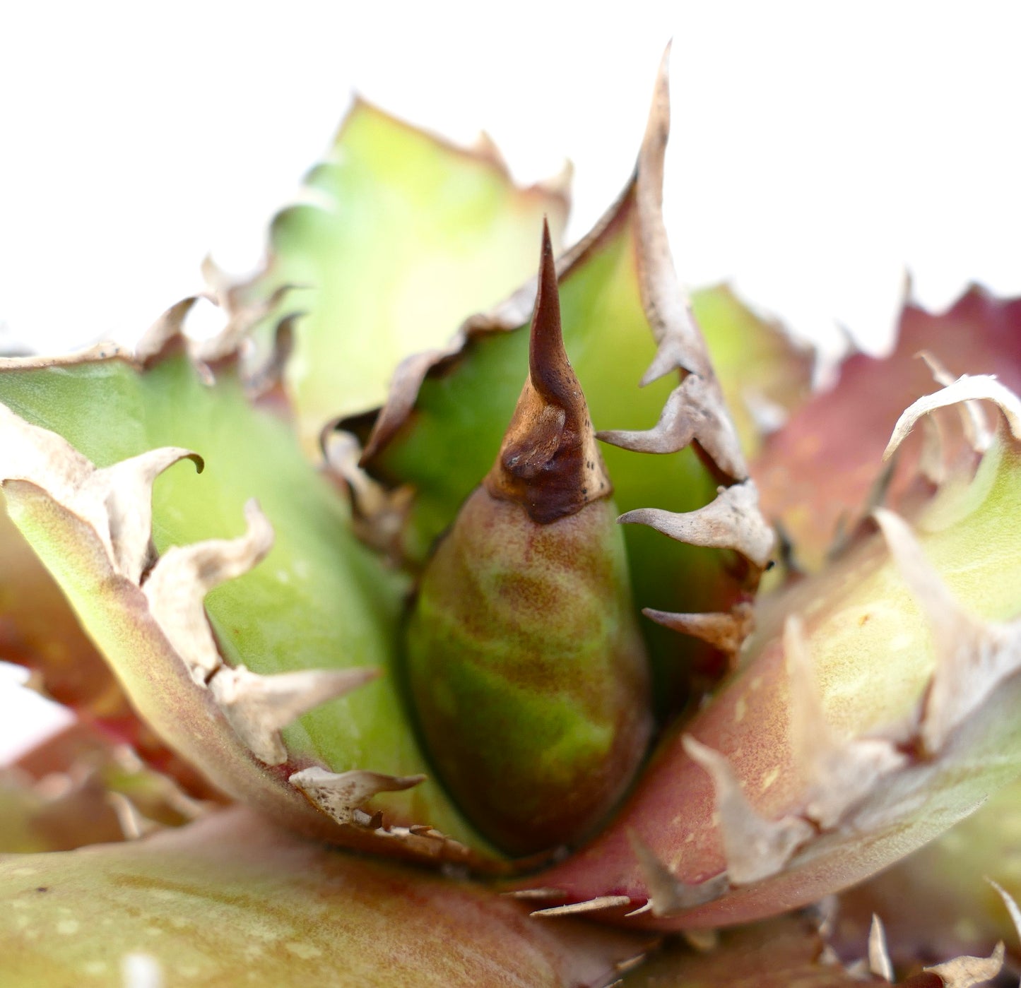 Agave titanota cv. 'Red Catweezle' OX31