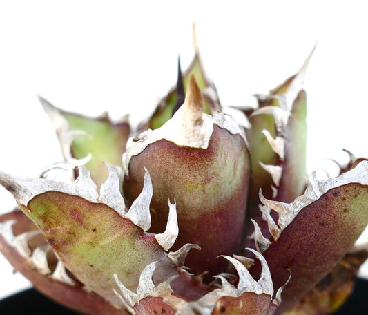 Agave titanota cv. 'Red Catweezle' SELECTED