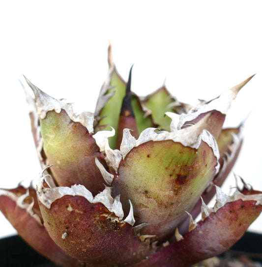 Agave titanota cv. 'Red Catweezle' SELECTED