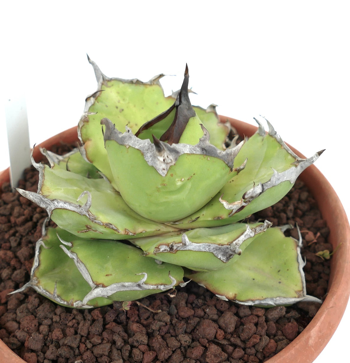 Agave titanota cv AMAZZONIA (dwarf & compact clone) A6