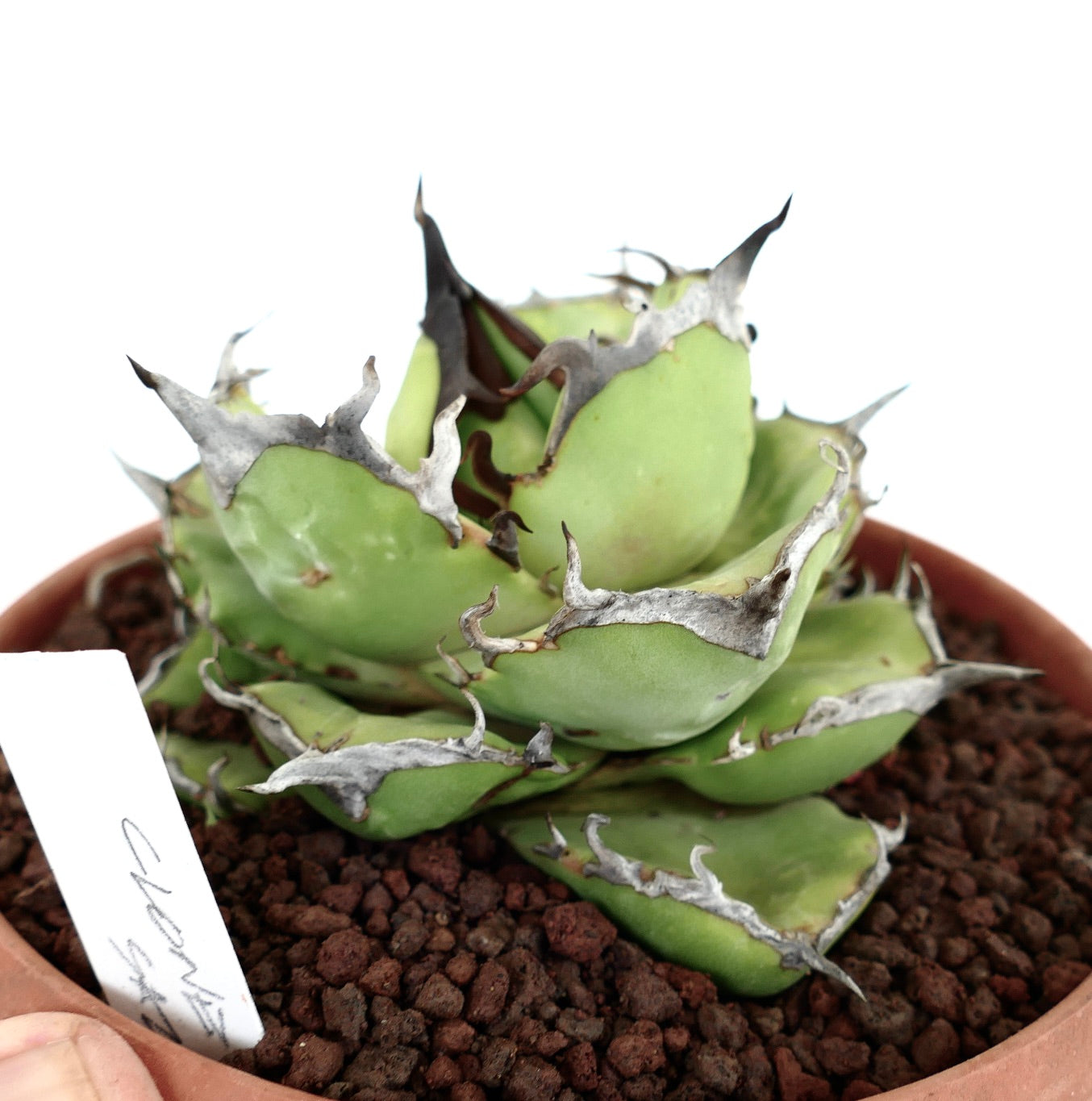 Agave titanota cv AMAZZONIA (dwarf & compact clone) A6