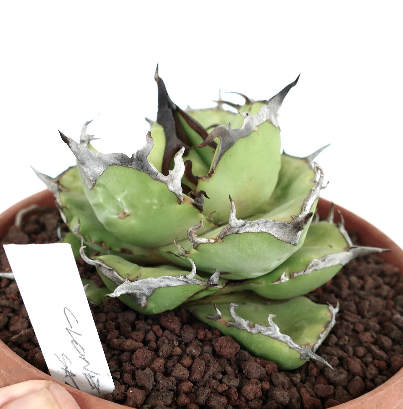 Agave titanota cv AMAZZONIA (dwarf & compact clone) A6