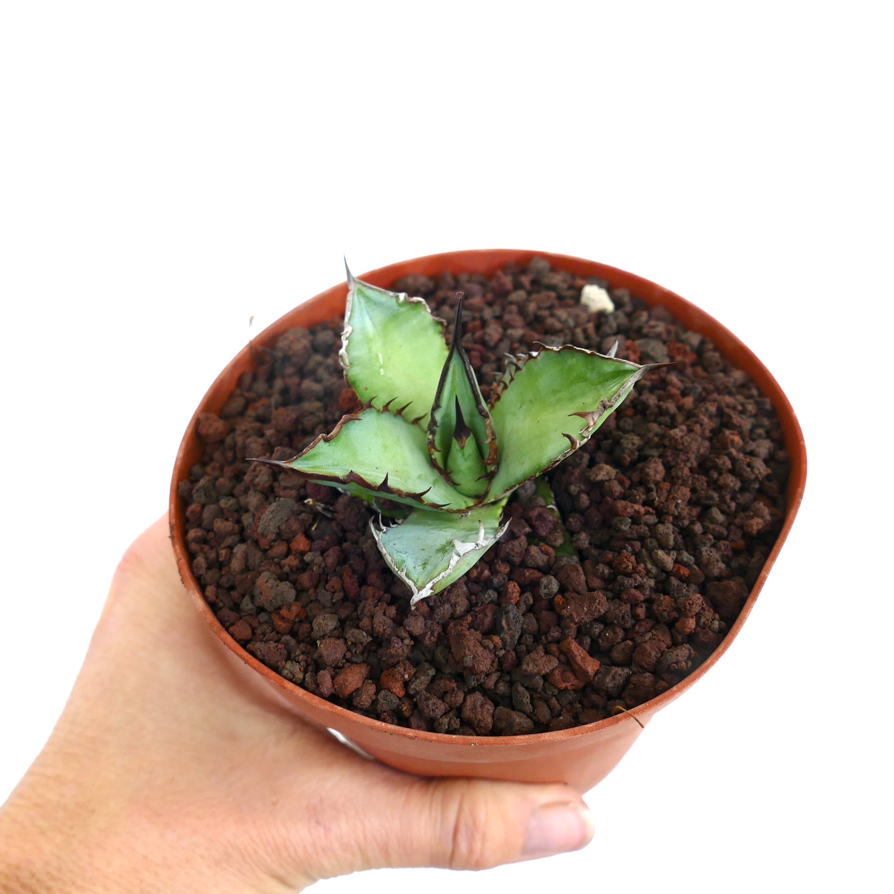 Agave titanota cv BLACK SHARK SHOUI 厚みのある緑色の葉と濃いトゲを持つ小型多肉植物