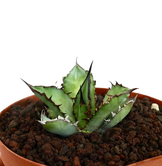 アガベ・タイタノタ cv BLACK SHARK SHOUI 厚みのある緑の葉と濃い棘が特徴の多肉植物