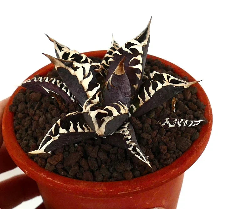 Agave titanota cv DARK KNIGHT succulent with dark leaves and striking white spines in pot