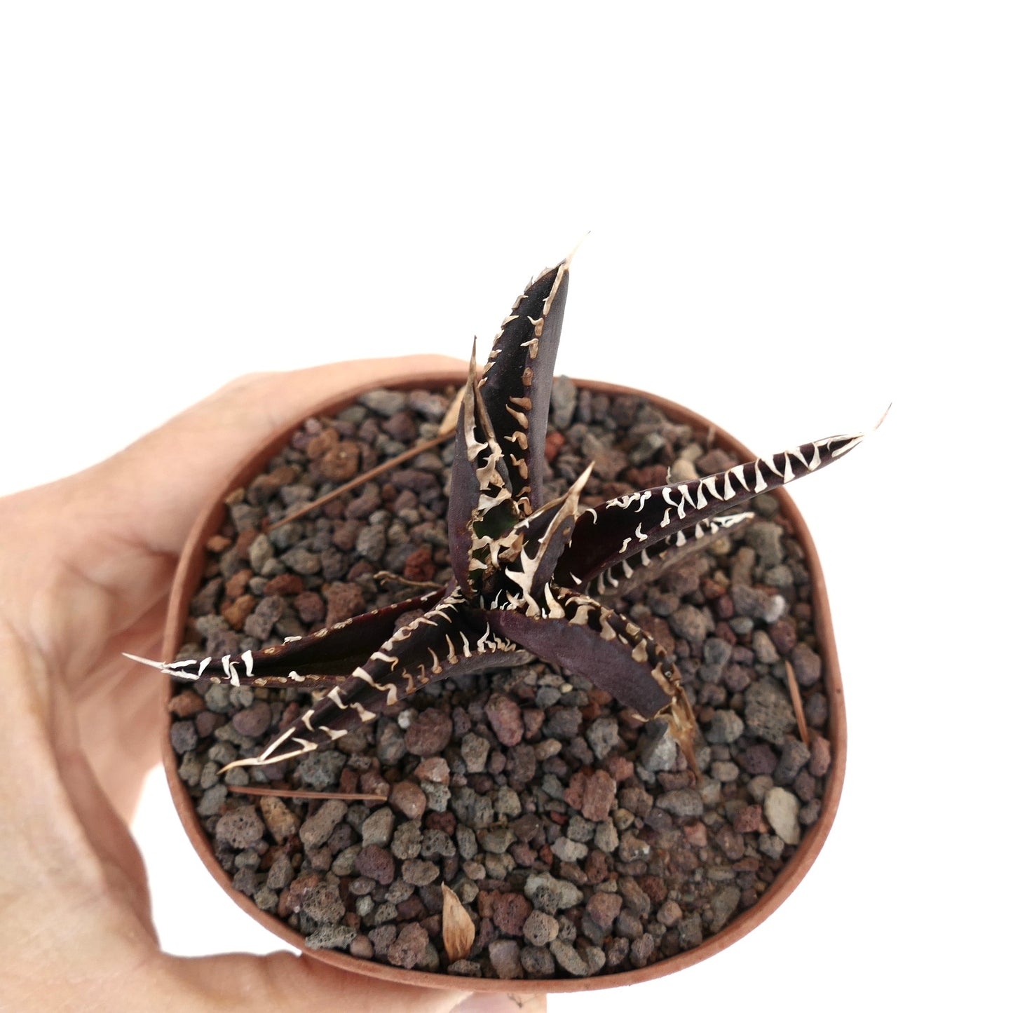 アガベ・タイタノタ cv ダーク ナイト 鋭い縁取りと深い紫色の葉を持つダークな多肉植物 鉢植え