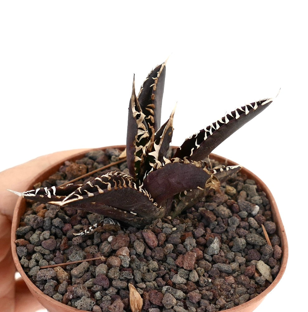 アガベ・タイタノータ cv ダークナイト、濃紫色の葉と際立つ白い棘が特徴の多肉植物コレクション品