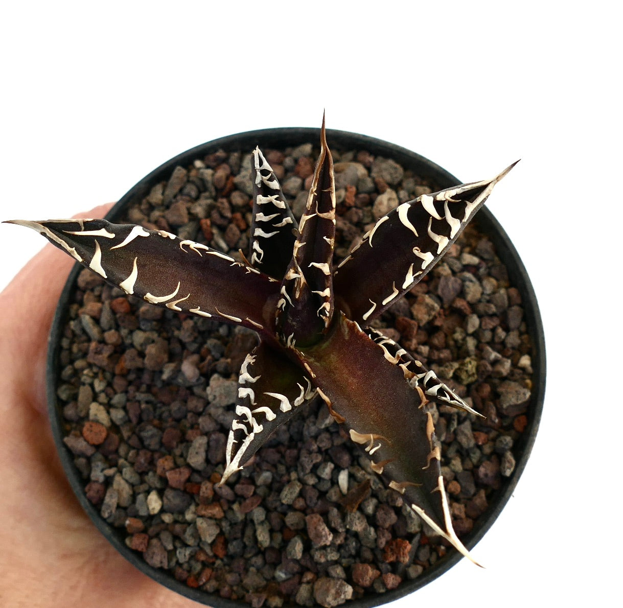 ダークナイト品種のアガベ・タイタノタ、多肉植物。暗い葉と際立つ白い棘が特徴の鉢植え。