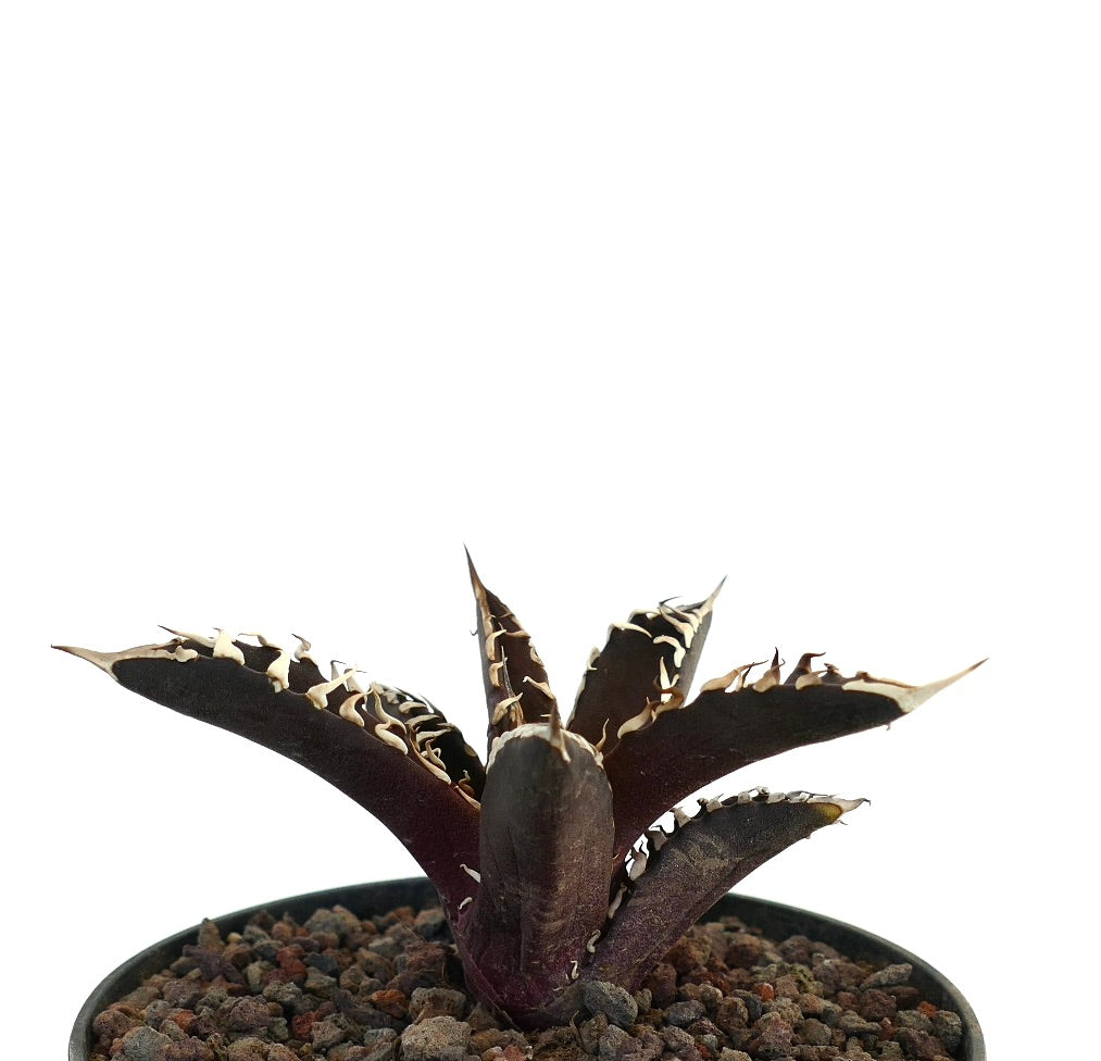 アガベ・タイタノタ cv DARK KNIGHT 多肉植物　暗い葉と際立つ白い棘付き 鉢植え