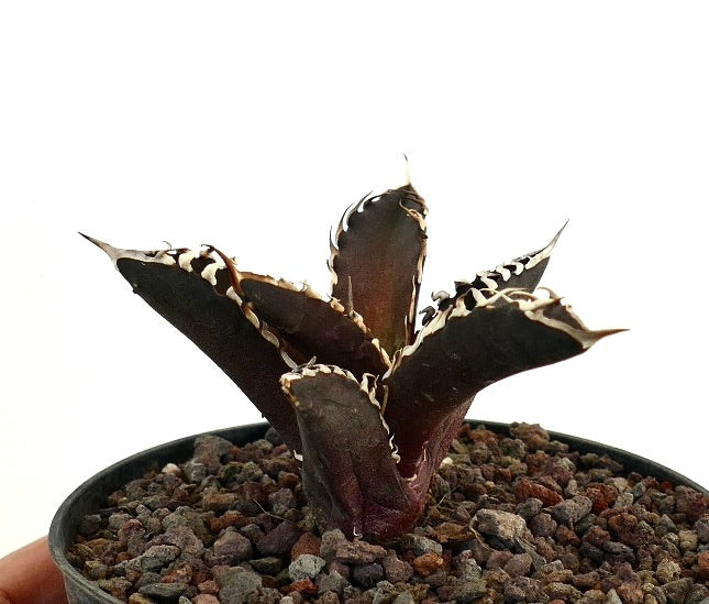 アガベ・タイタノタ cv DARK KNIGHT  黒みがかった厚い葉と際立つ白い棘が特徴の多肉植物（鉢植え）