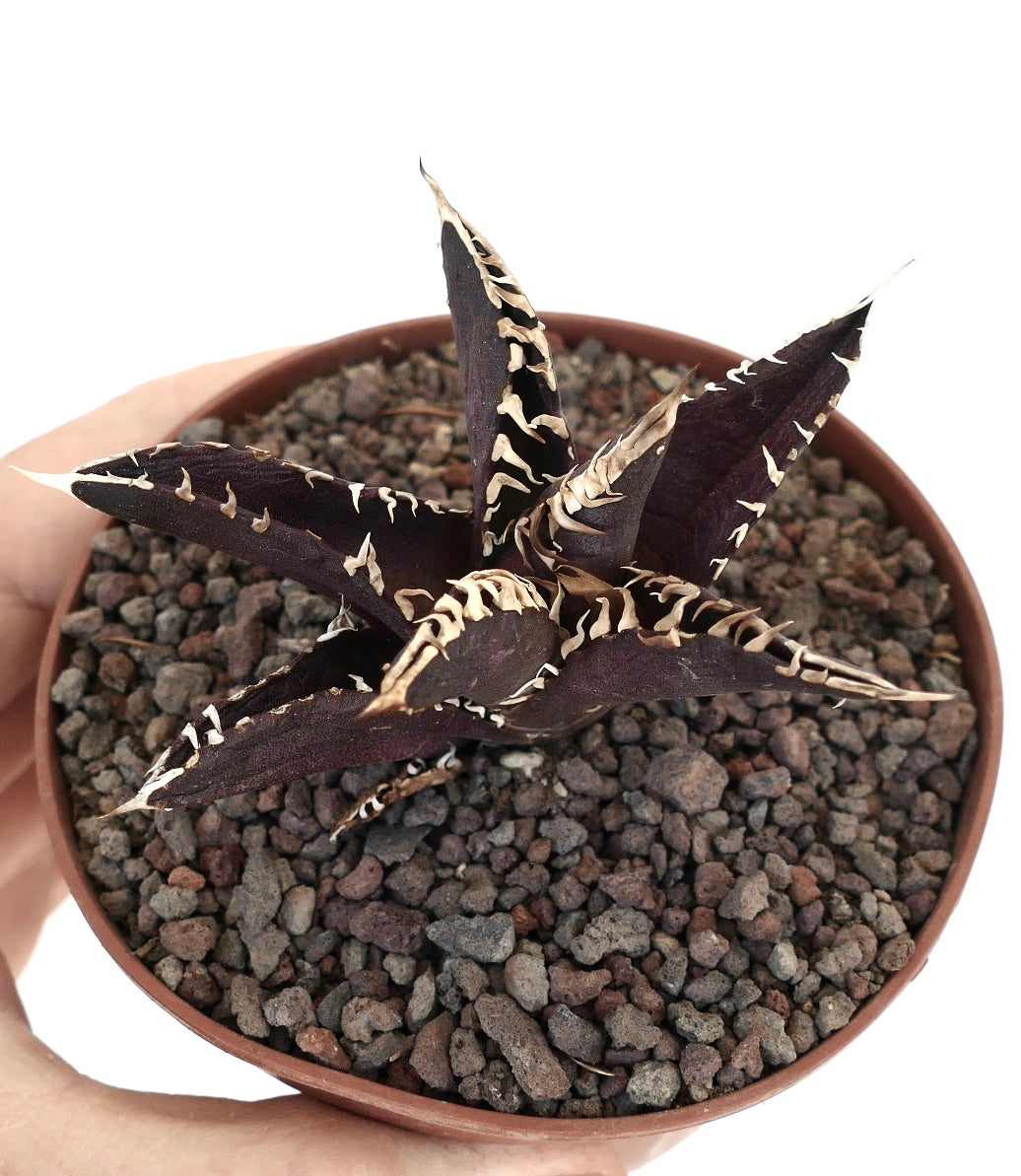 DARK KNIGHT品種のアガベ・タイタノータ 多肉植物 ダークパープルの葉と目立つ白い棘付き 鉢植え
