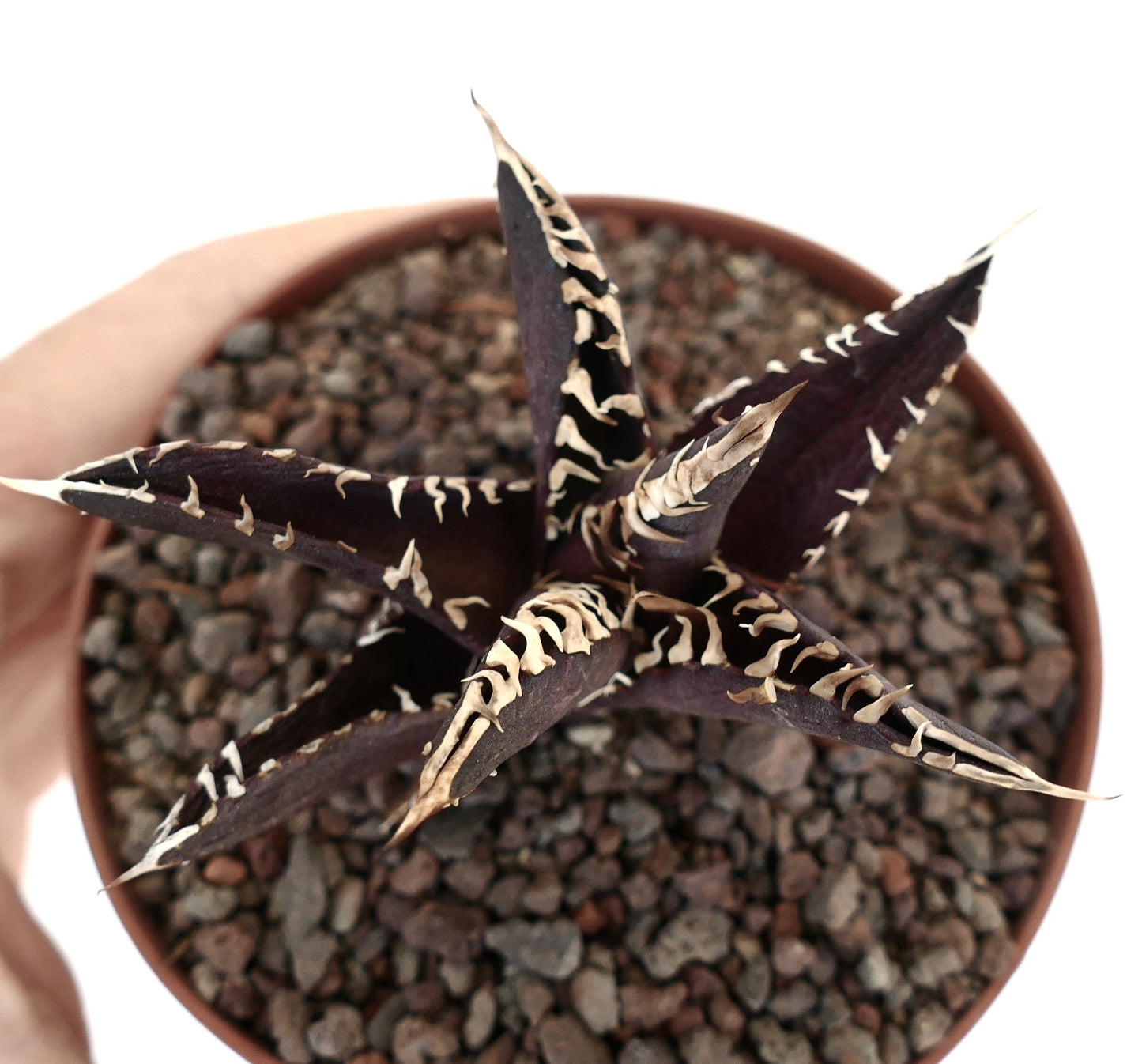 アガベ・タイタノタ cv ダークナイト 中〜濃紫色の多肉植物、白いトゲと質感のある葉を持つ