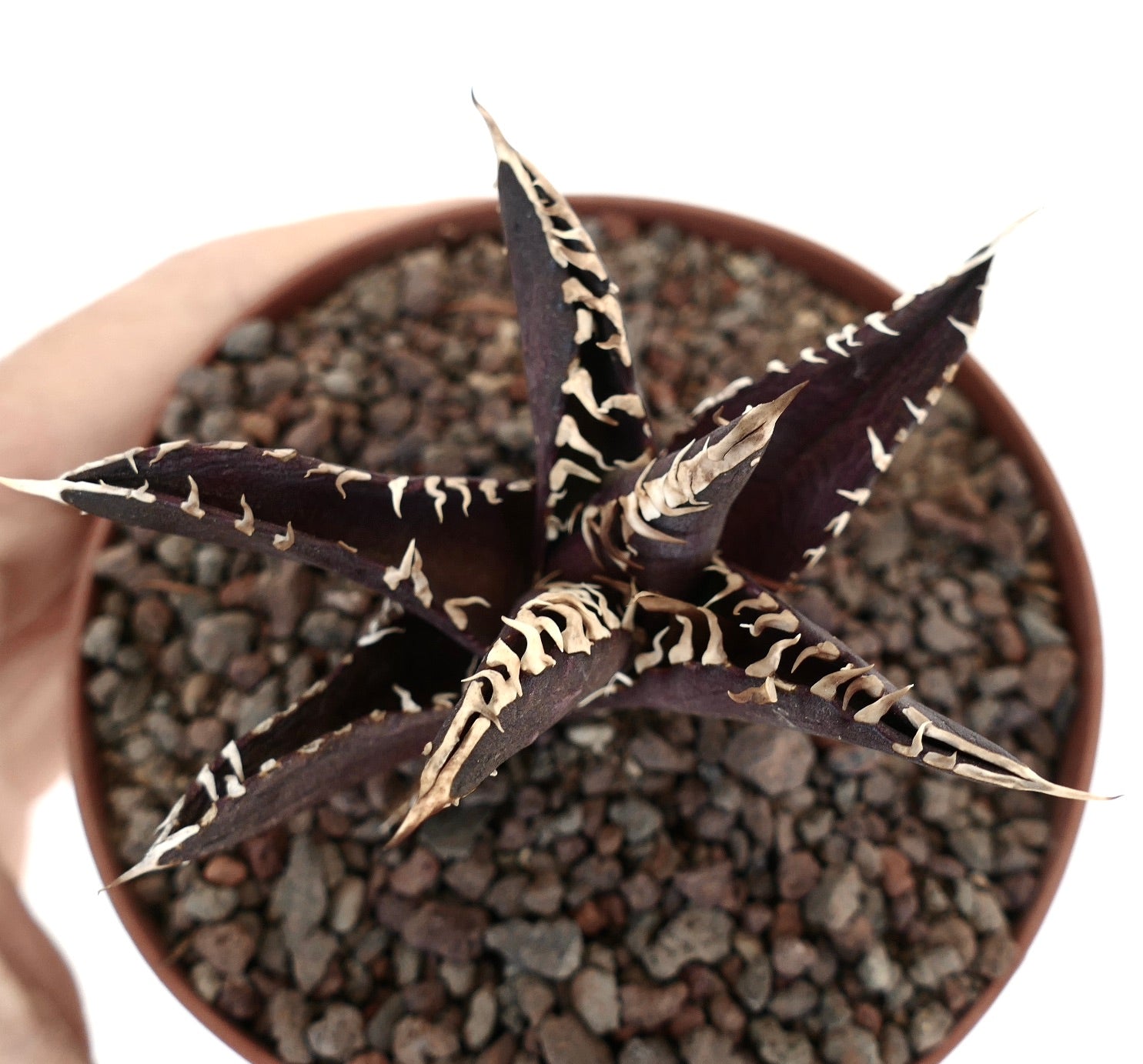 アガベ・タイタノタ cv ダークナイト 中〜濃紫色の多肉植物、白いトゲと質感のある葉を持つ