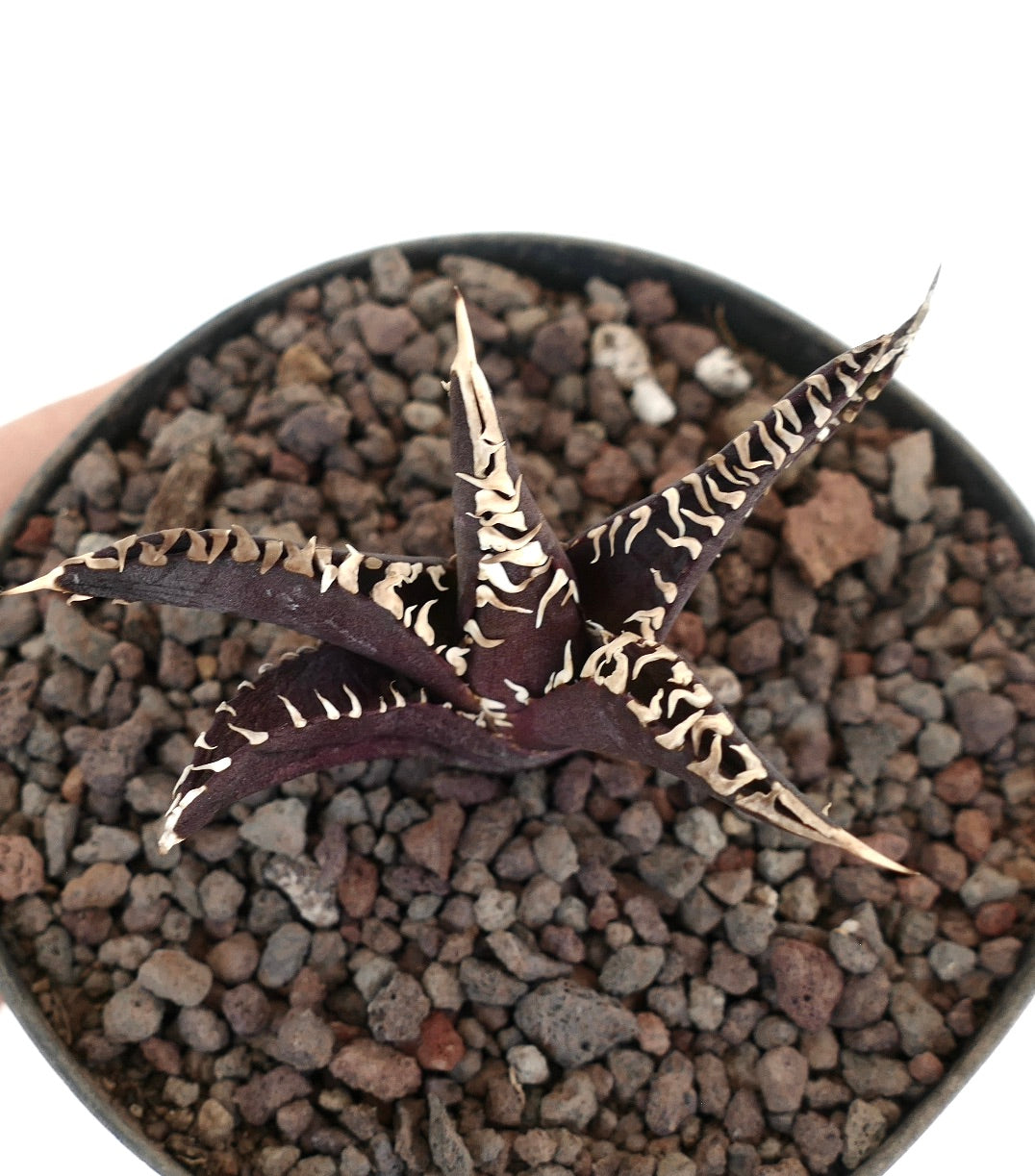 アガベ・タイタノータ cv ダークナイト 多肉植物 | 黒紫色の葉とクリーム色の波打つ縁取りが特徴の岩地用植物